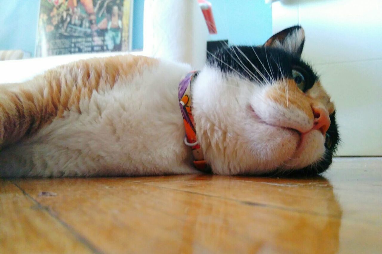 CLOSE-UP OF CAT SLEEPING ON TILED FLOOR