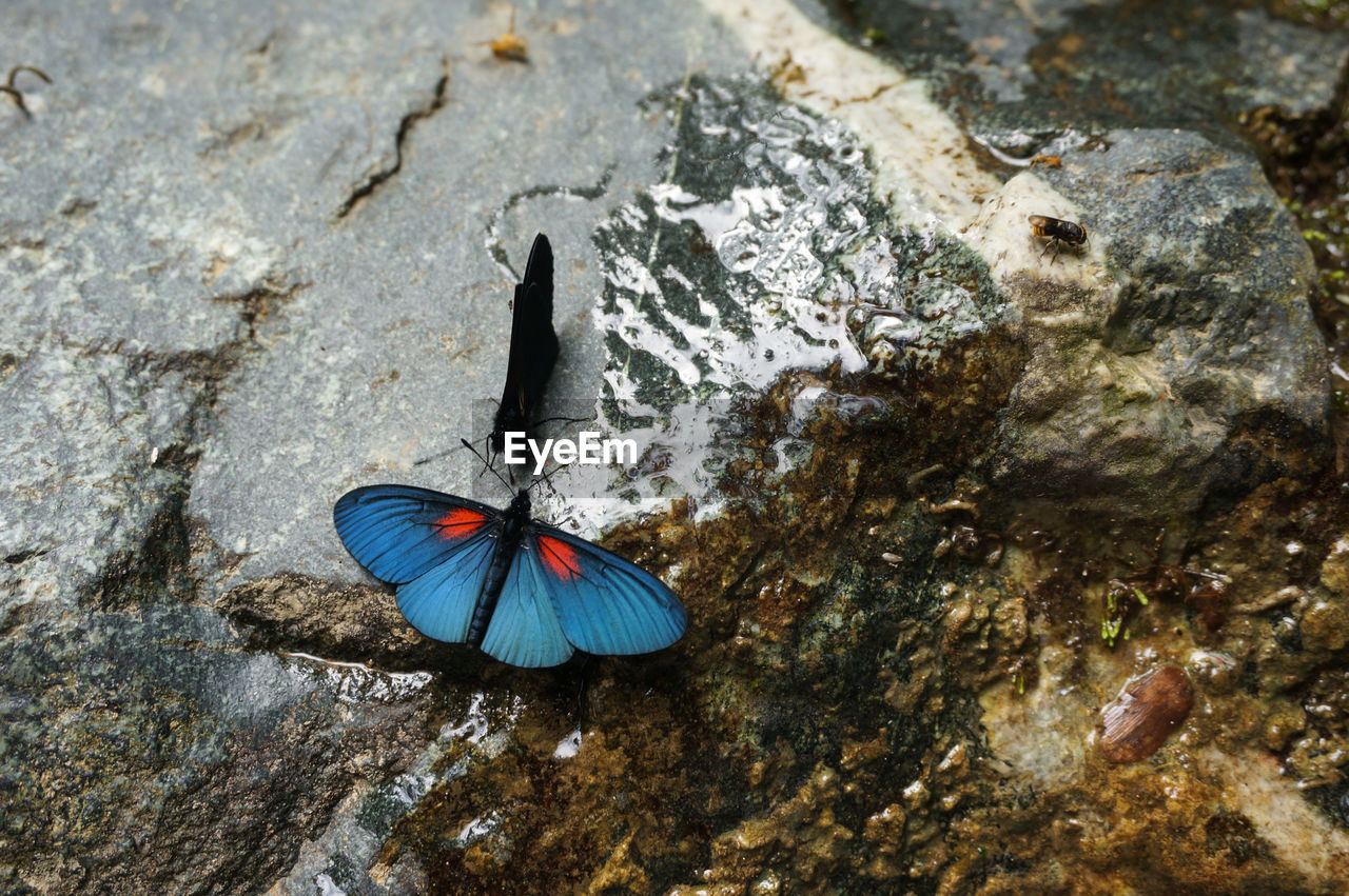 High angel view of insect on rock