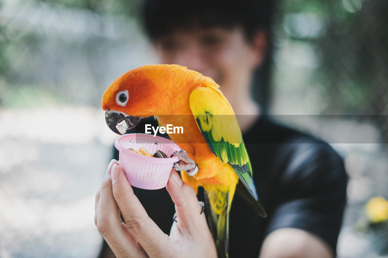 Close-up of hand feeding parrot