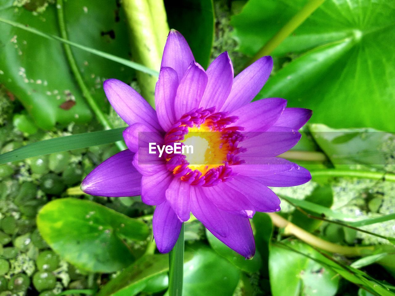 Close-up of purple flower