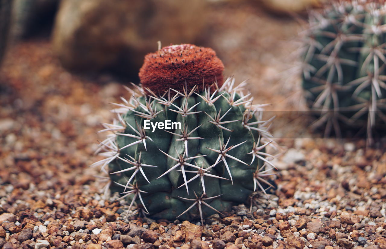 Close-up of cactus