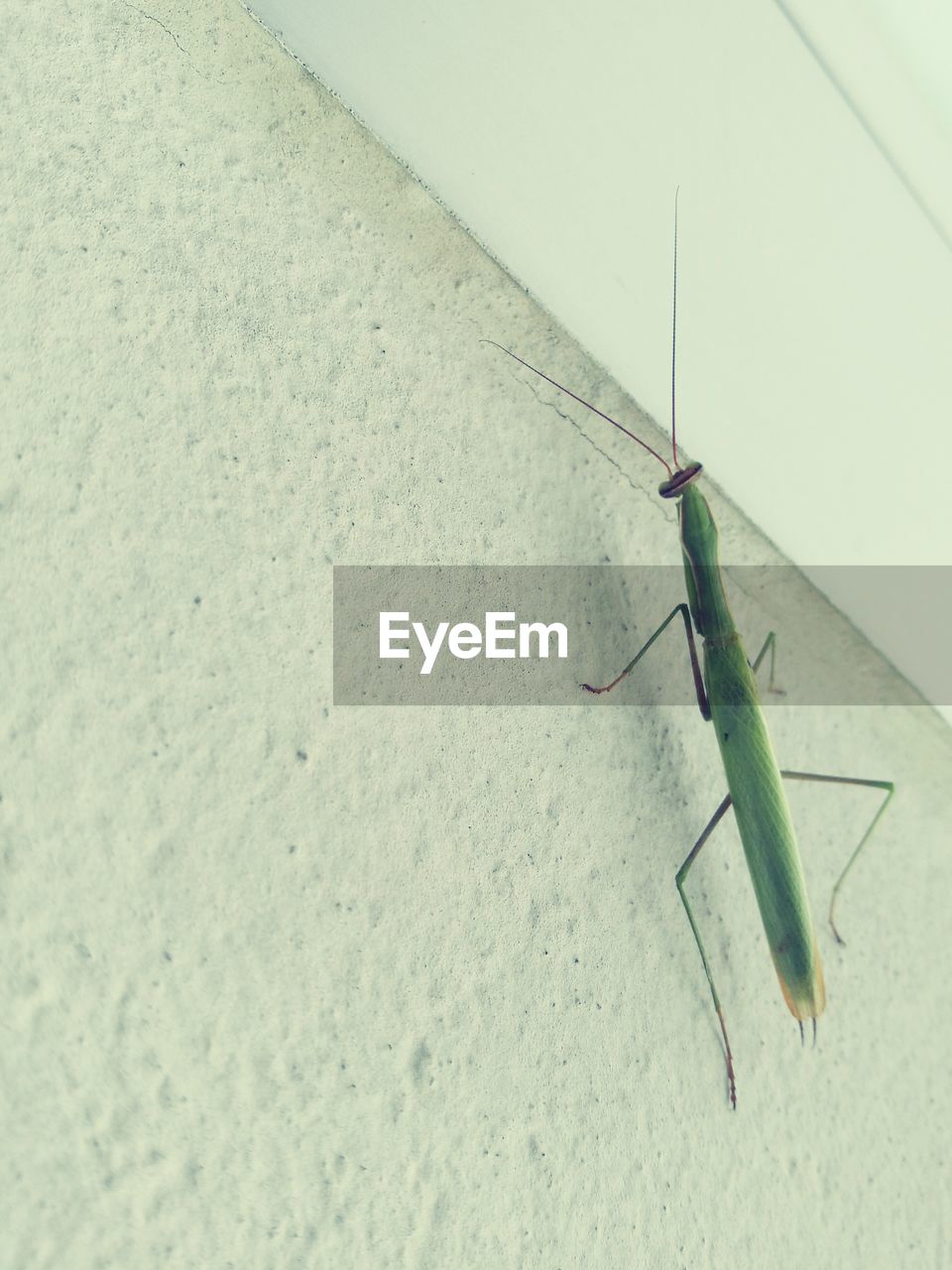 CLOSE-UP OF INSECT ON WHITE WALL