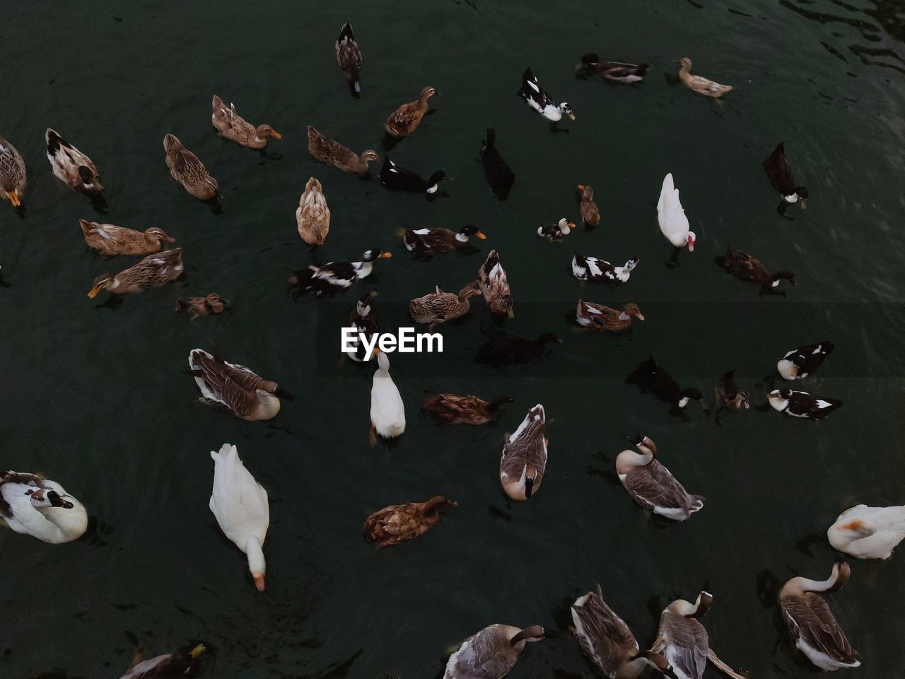 HIGH ANGLE VIEW OF DUCKS IN LAKE