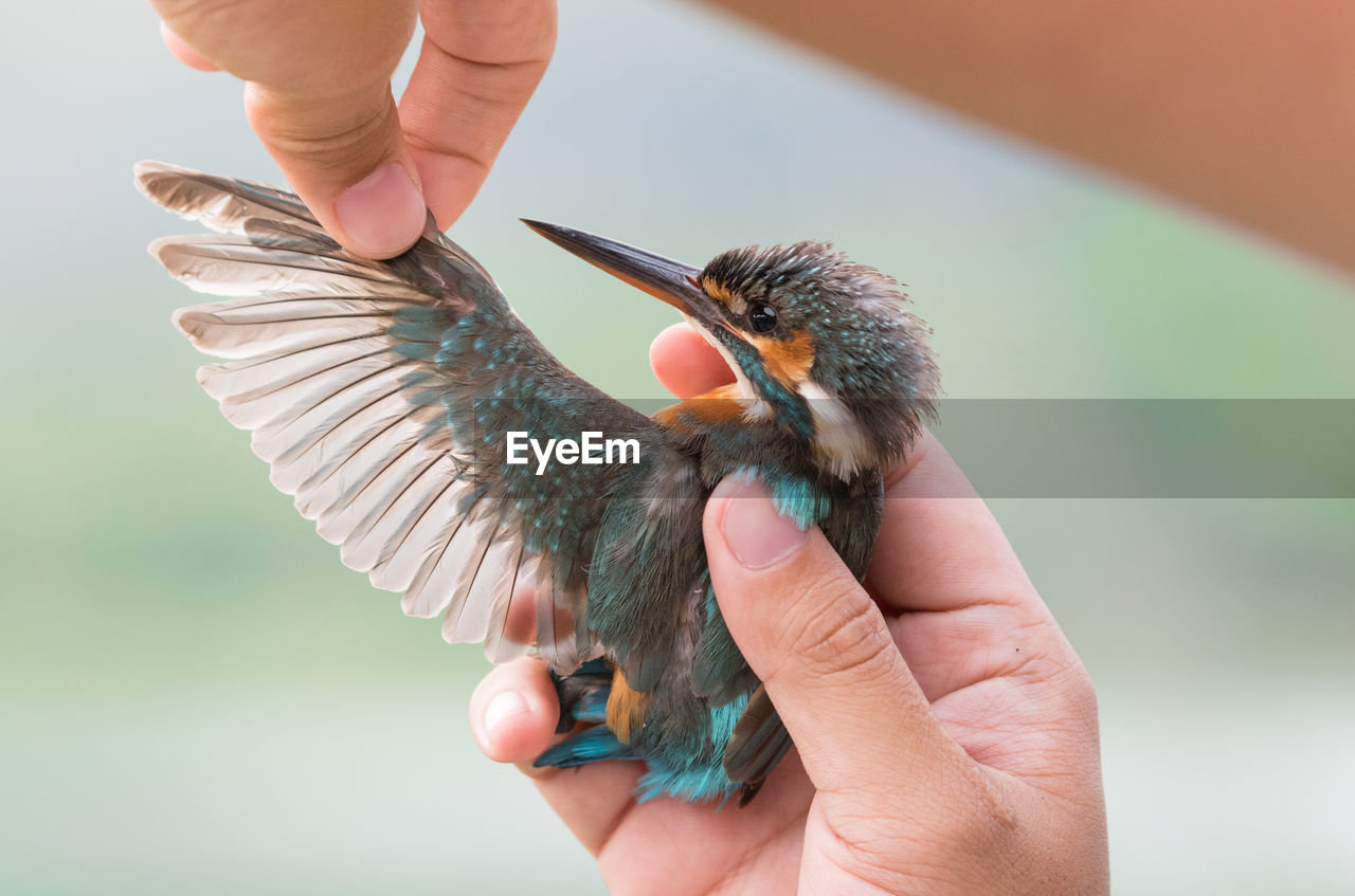 Close-up of hand holding bird