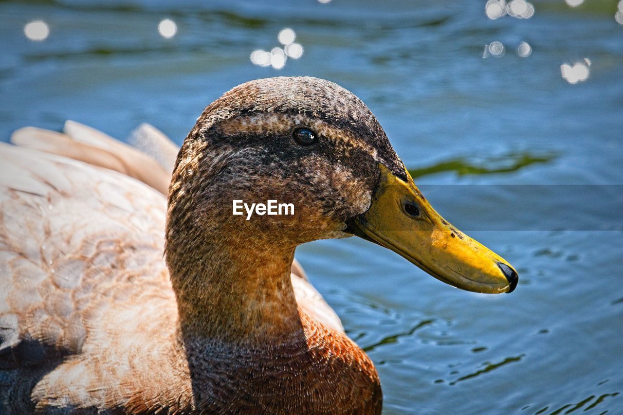 Close-up of duck swimming in lake