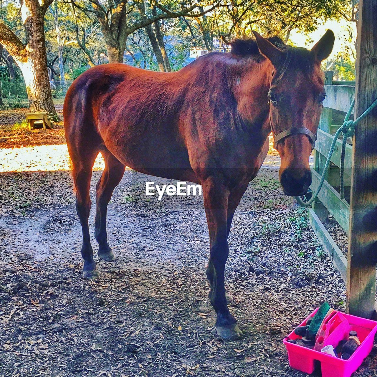 CLOSE-UP OF HORSES