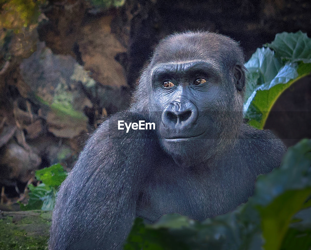 animal themes, animal, gorilla, animal wildlife, primate, monkey, western gorilla, mammal, ape, wildlife, one animal, portrait, great ape, looking at camera, nature, no people, animal body part, zoo, close-up, forest, rainforest, outdoors, animal head