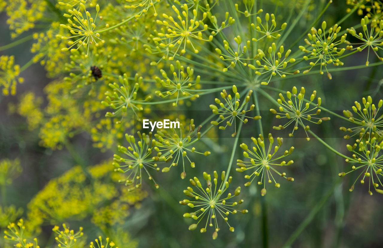 Close-up of dill flowers