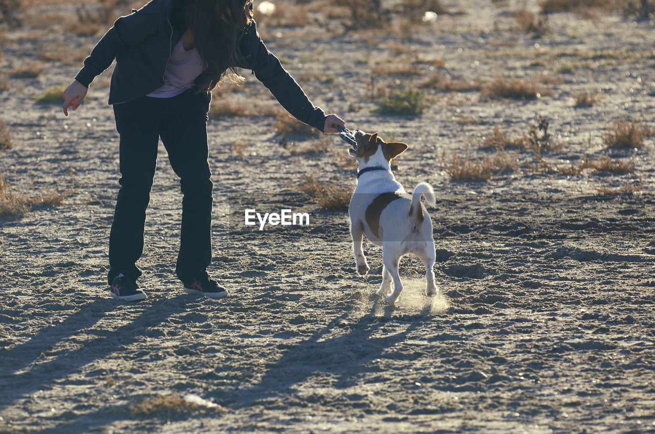 Low section of woman playing with dog at beach
