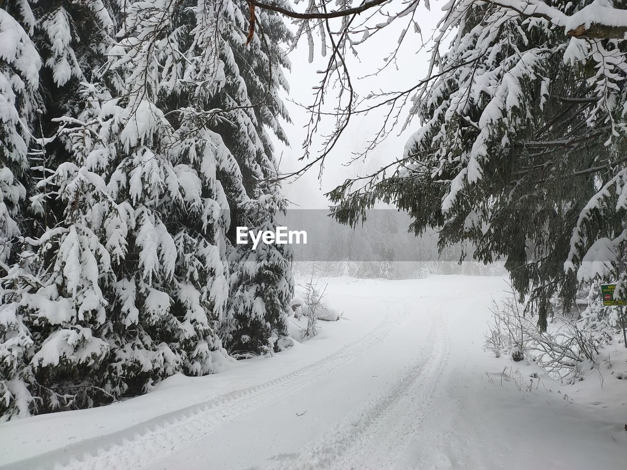 SNOW COVERED TREES BY ROAD