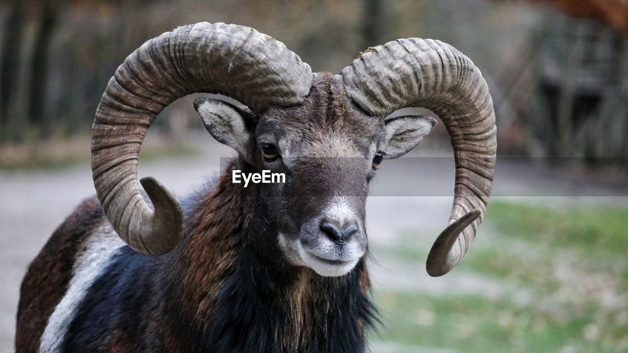 Close-up bighorn sheep