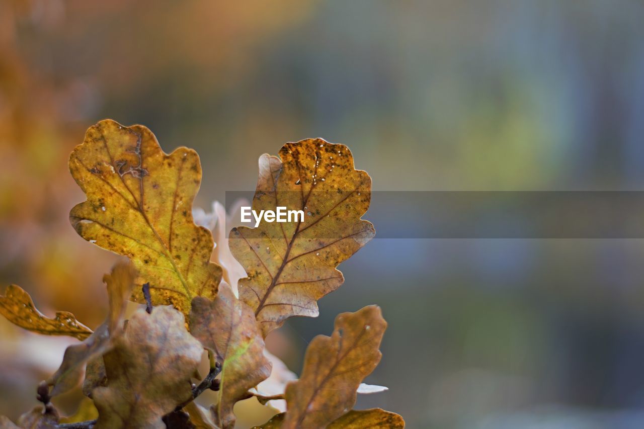 Close-up of dried maple leaf on tree