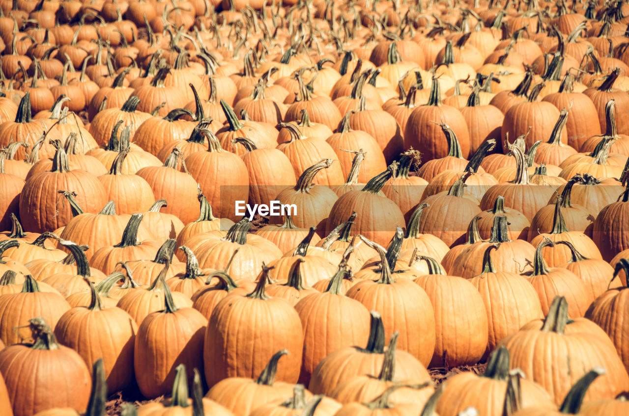 Full frame shot of pumpkins at farm