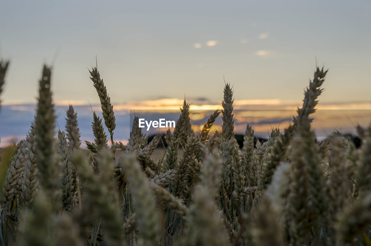 CLOSE-UP OF STALKS IN FIELD AGAINST SUNSET SKY