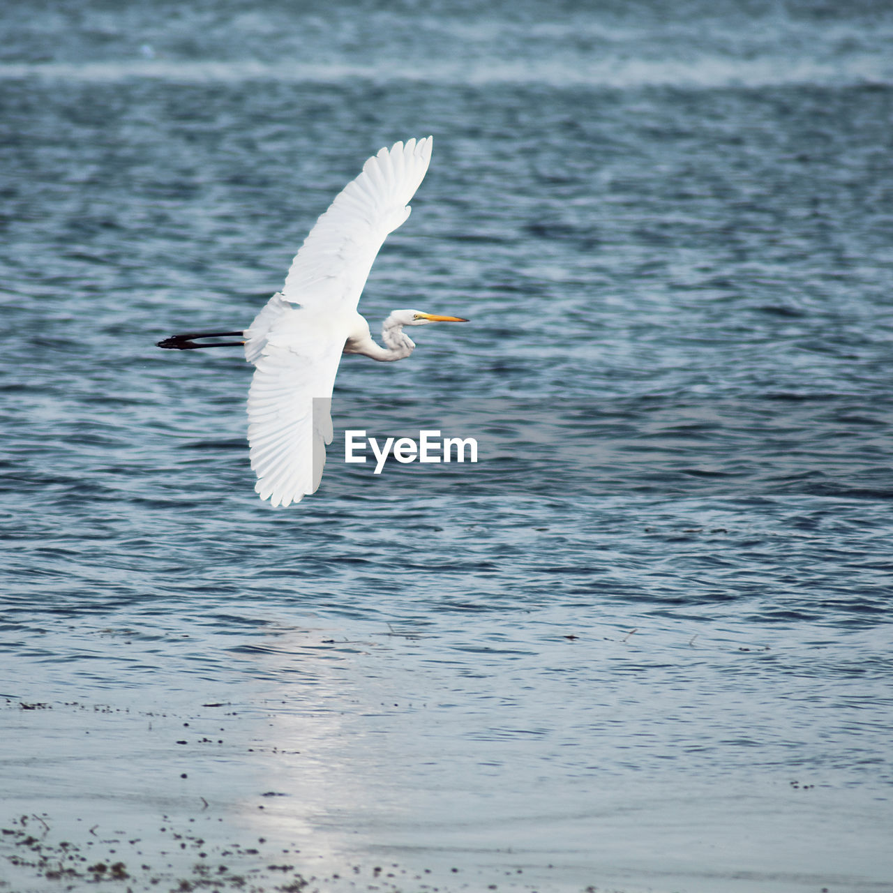 Seagull flying over sea