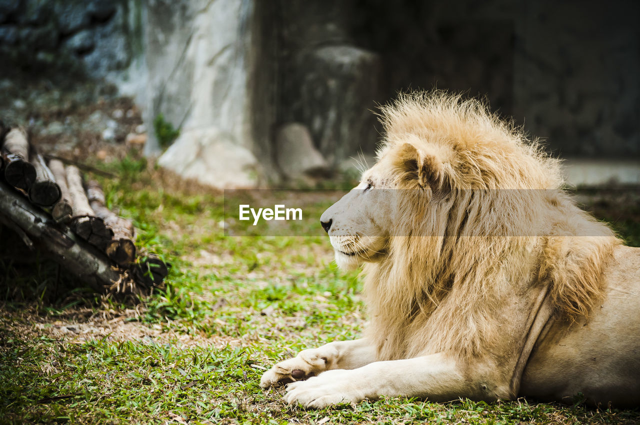 Lion relaxing on grassy field at zoo