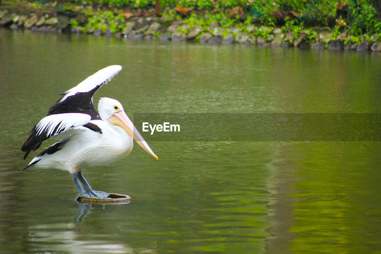 HERON IN LAKE