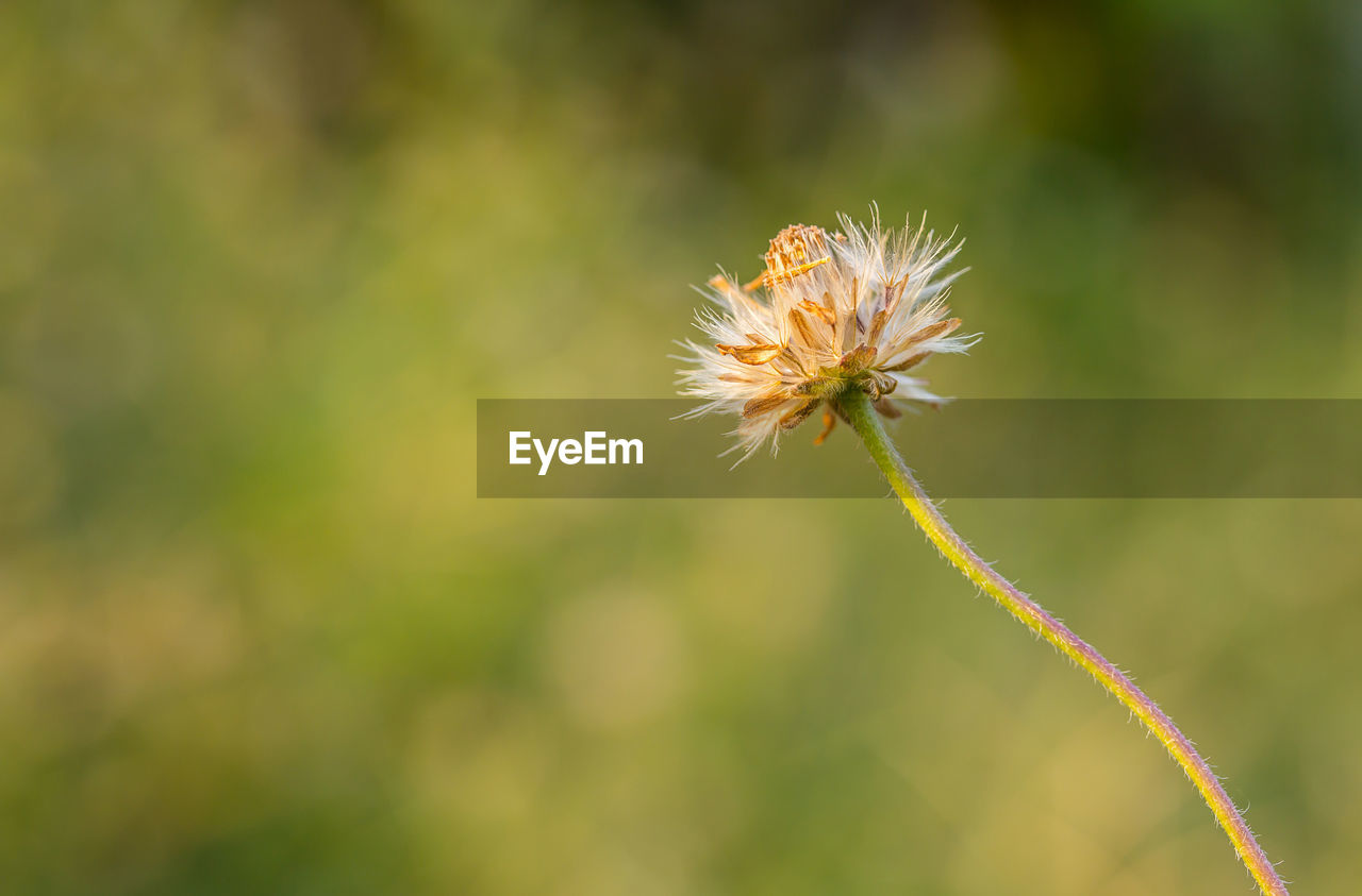 Close-up of dandelion on plant