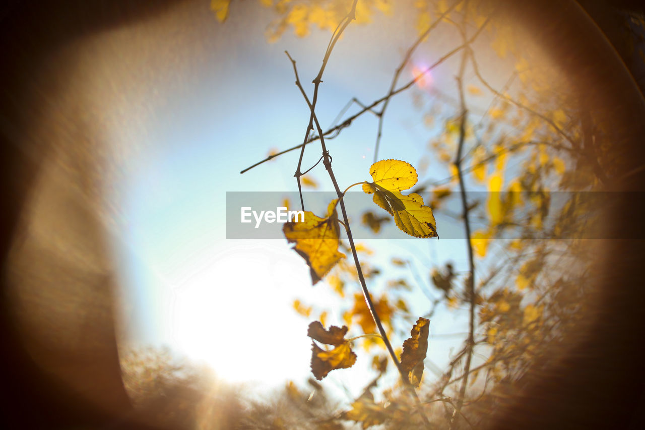 Low angle view of yellow leaves on plant against sky