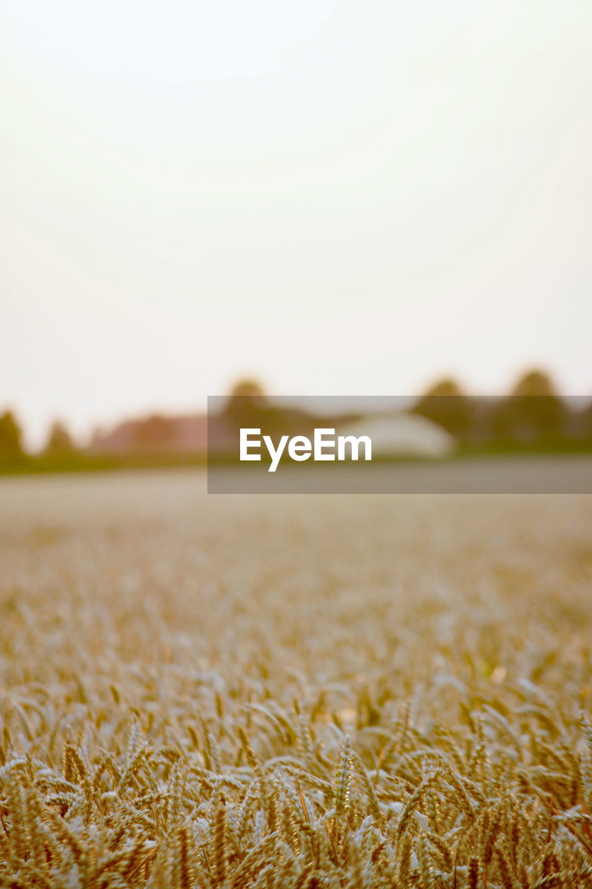 Scenic view of field against clear sky