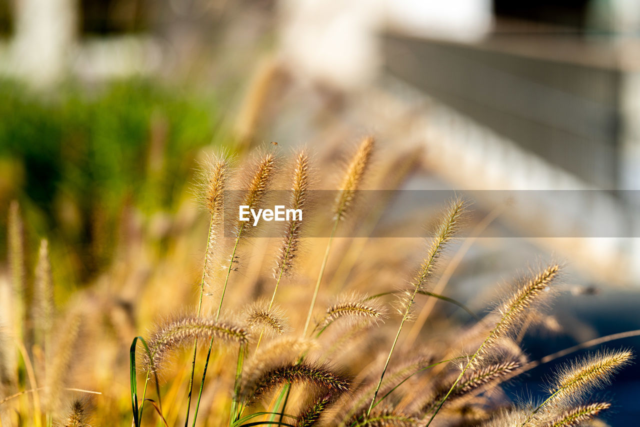 Close-up of plant growing on field