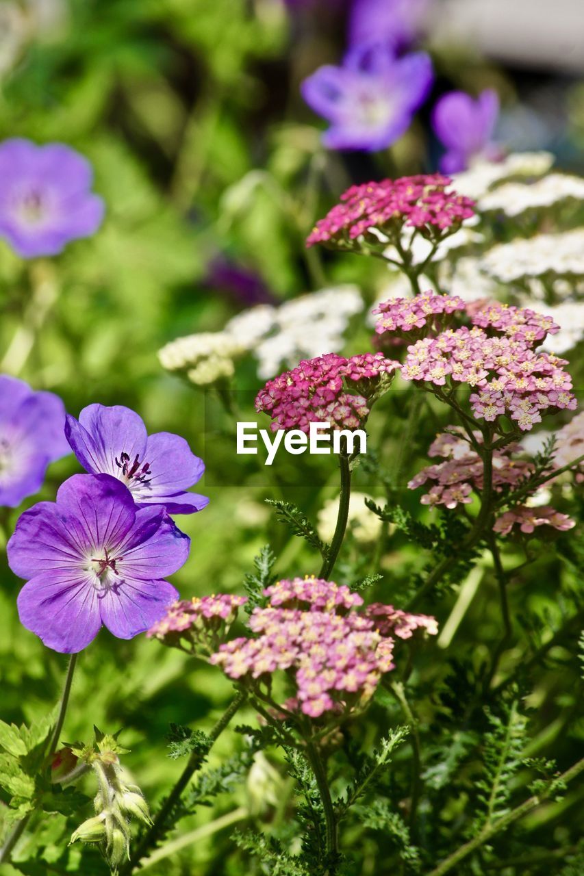 Close-up of pink flowering plants