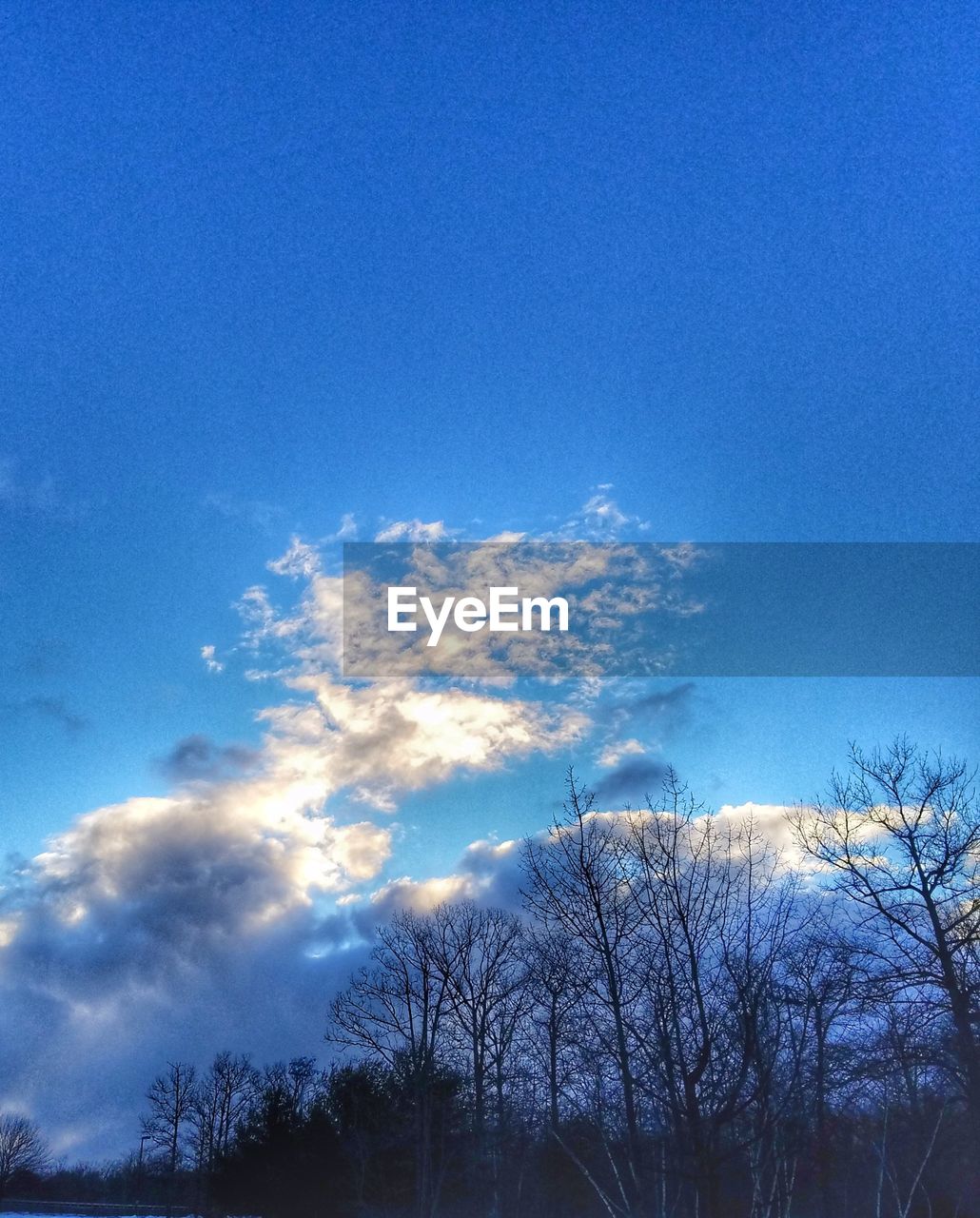 LOW ANGLE VIEW OF BARE TREES AGAINST SKY