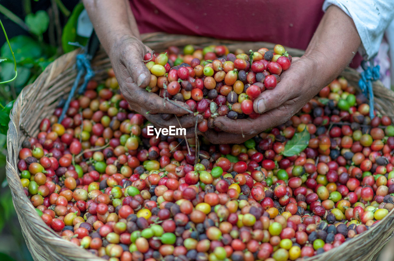 Midsection of person holding coffee fruits