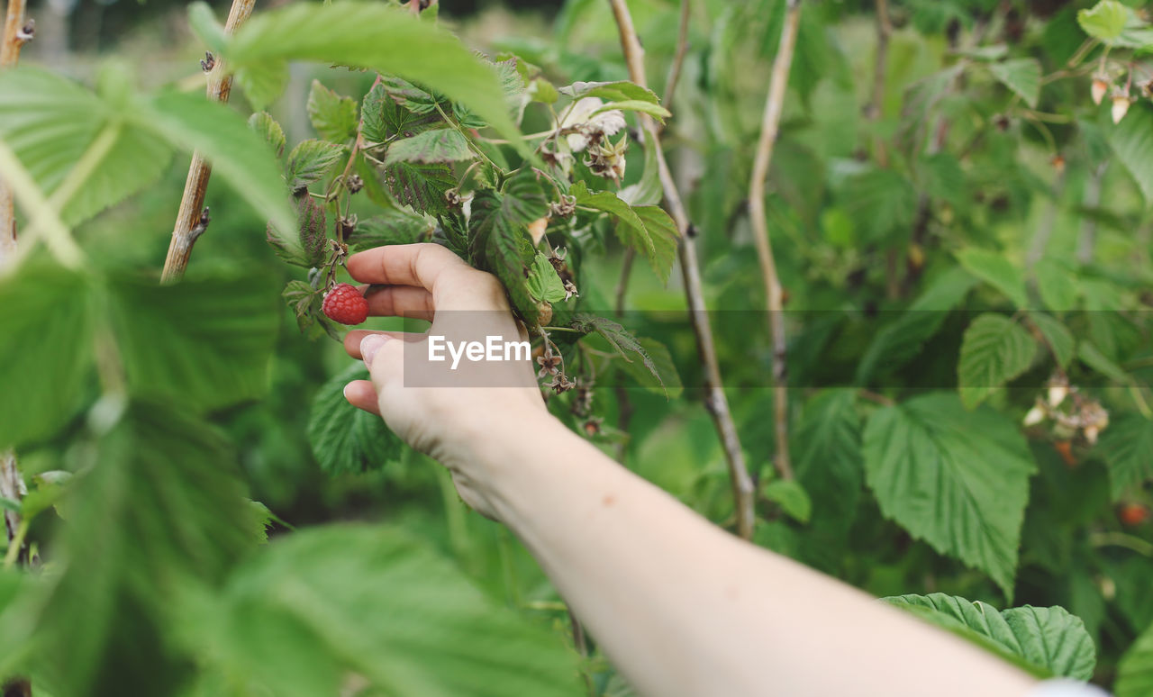 Close-up of hand picking a ripe raspberry