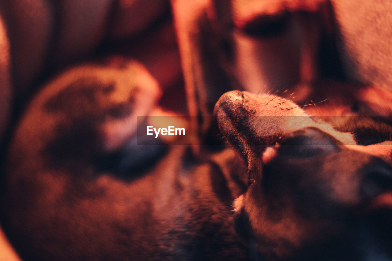 CLOSE-UP OF A DOG SLEEPING ON FLOOR