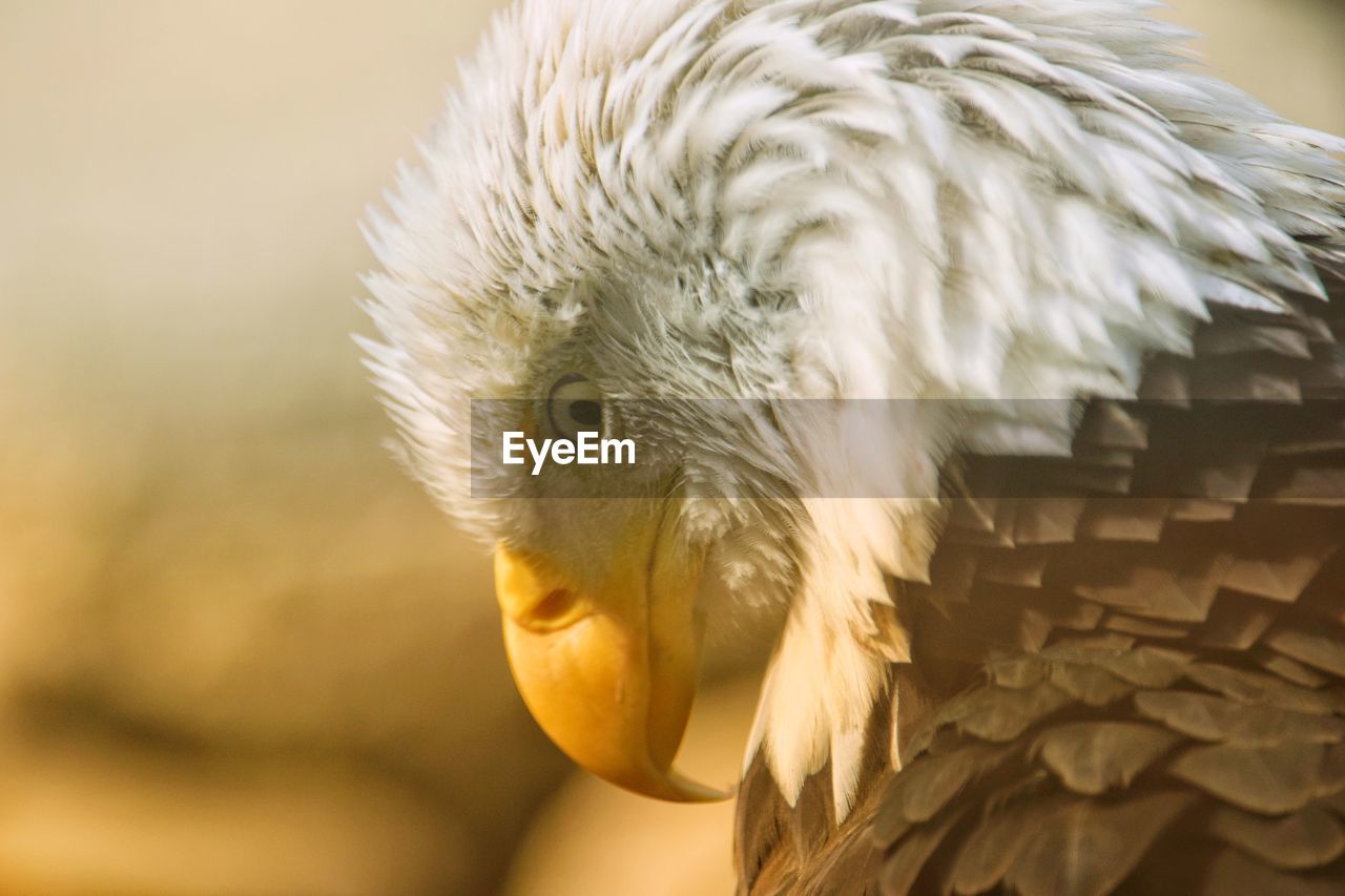 animal themes, animal, bird, one animal, close-up, animal wildlife, wildlife, beak, animal body part, bird of prey, wing, feather, animal head, nature, yellow, no people, focus on foreground, portrait, eagle, outdoors