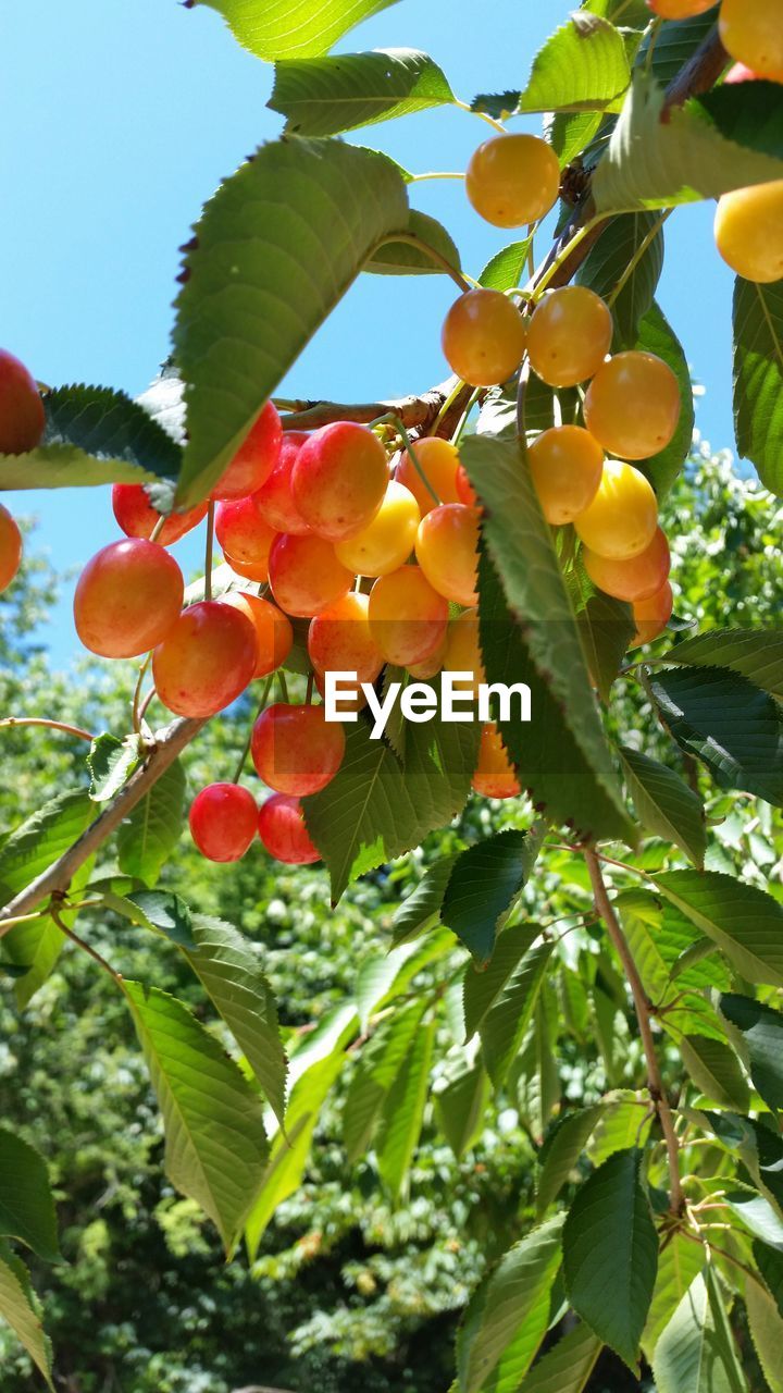 LOW ANGLE VIEW OF TREE