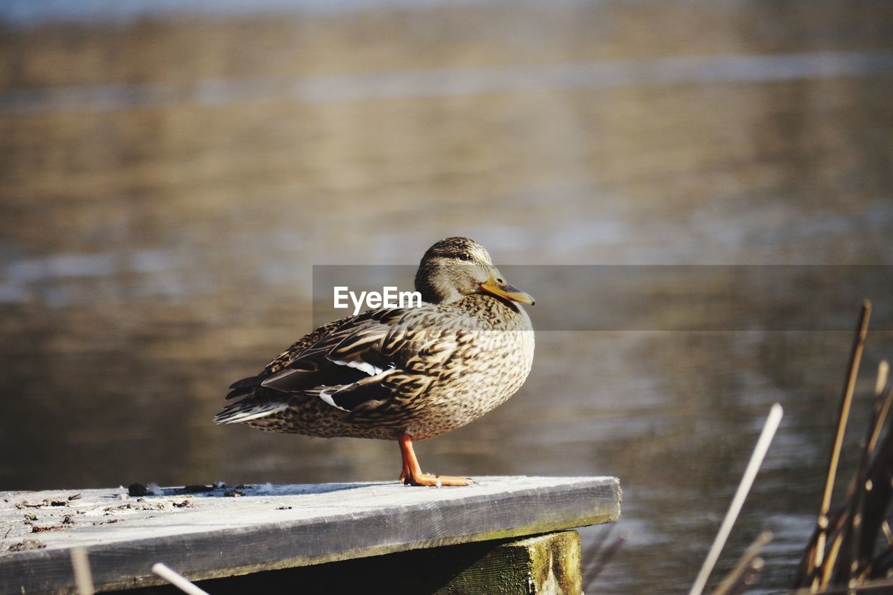 Close-up of bird perching on wood