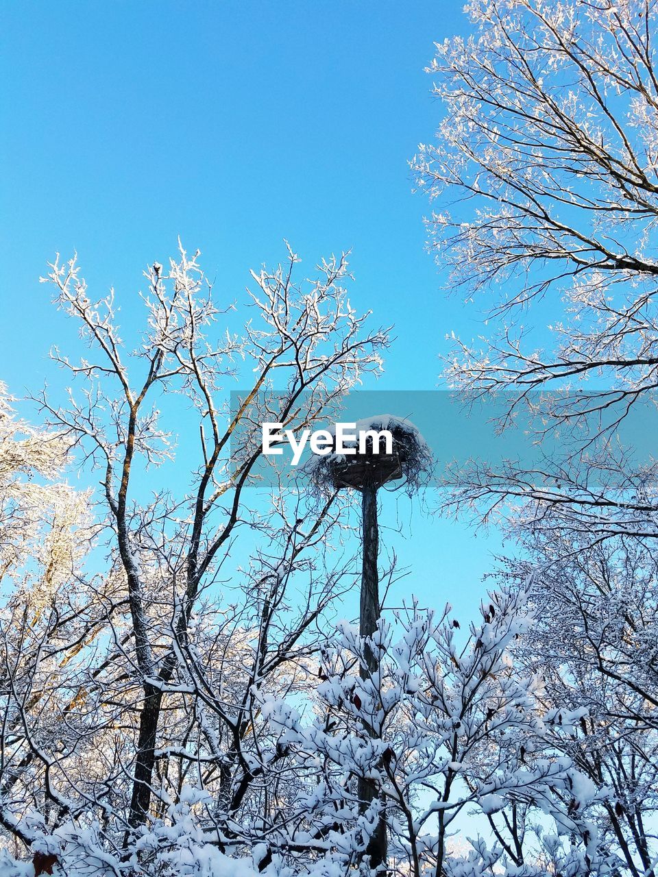 LOW ANGLE VIEW OF BIRD PERCHING ON TREE AGAINST CLEAR BLUE SKY