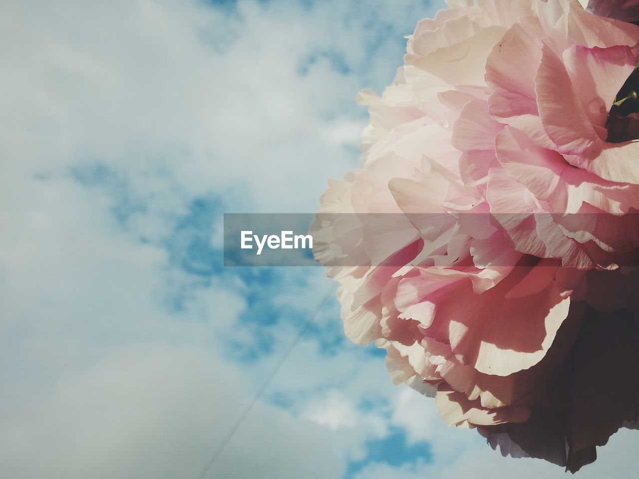 Close-up of pink flower blooming against sky