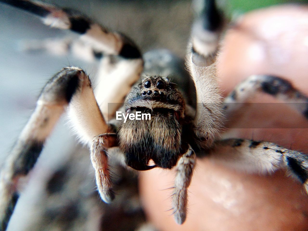 Close-up of insect