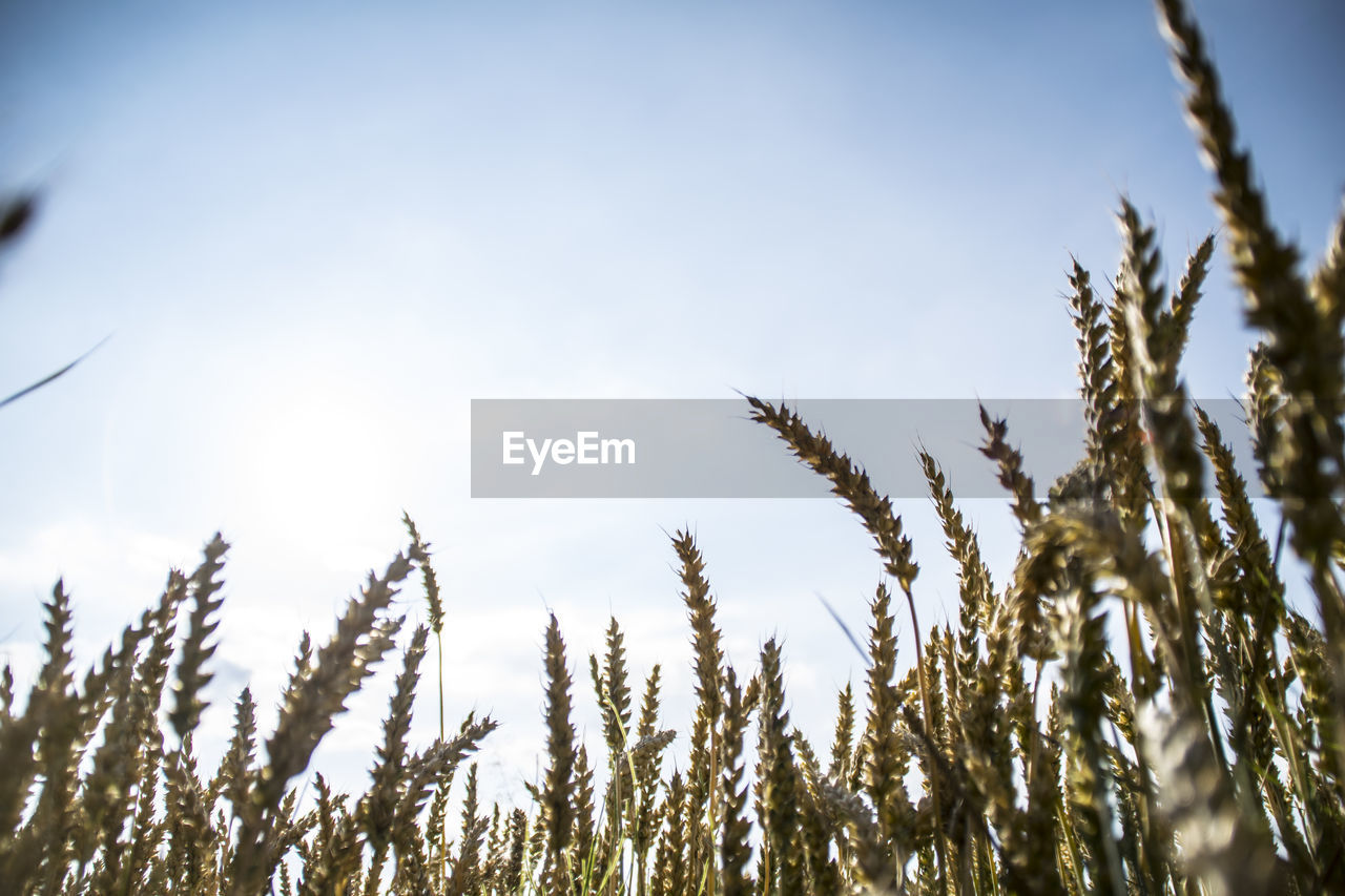 Low angle view of stalks against the sky