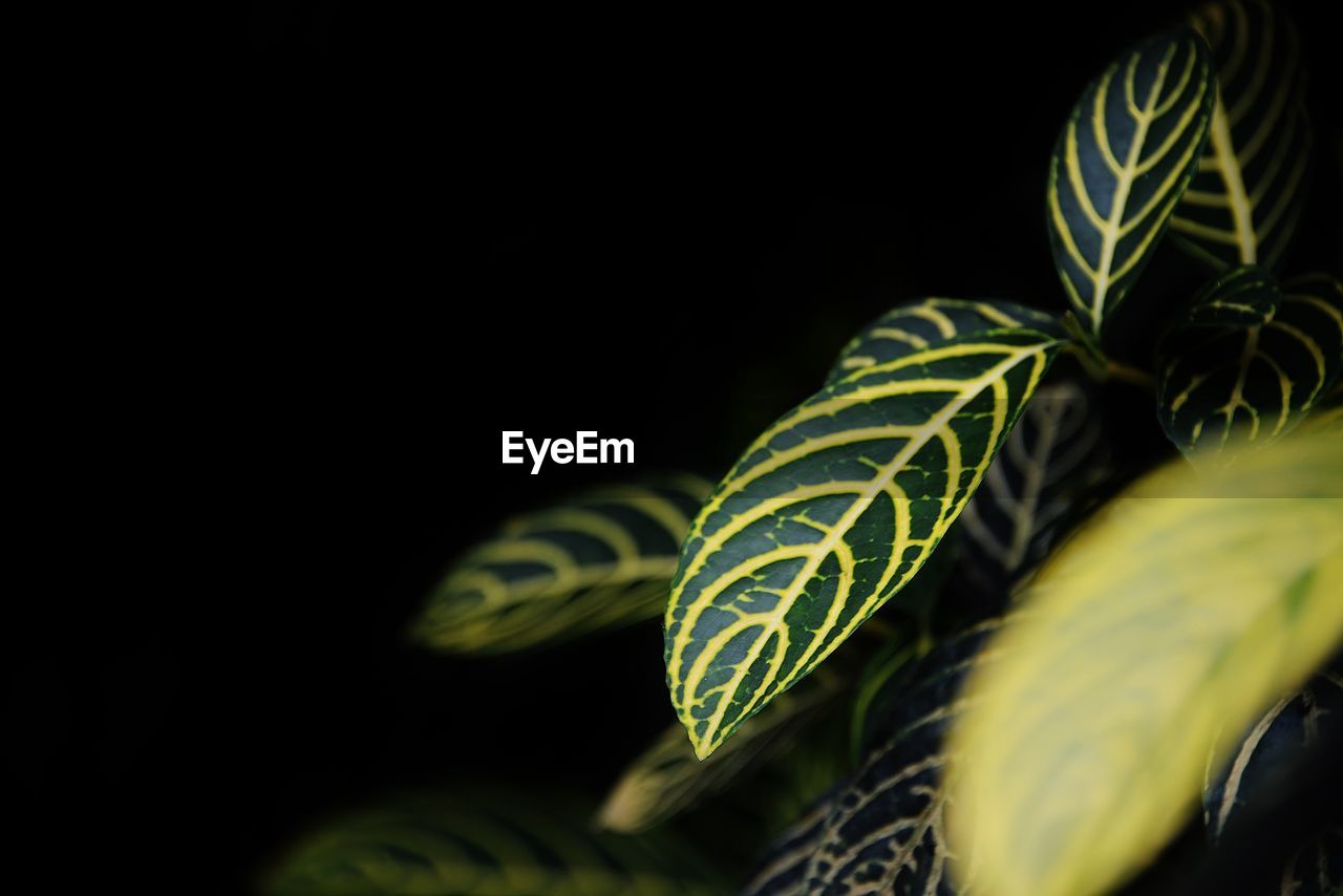 CLOSE-UP OF GREEN LEAVES OVER BLACK BACKGROUND