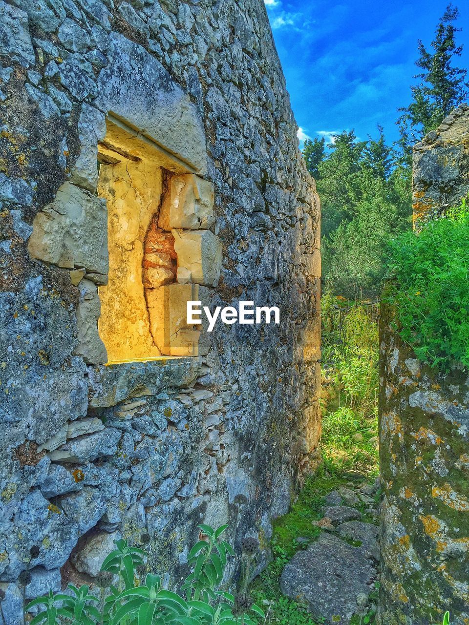 LOW ANGLE VIEW OF OLD RUIN TREE