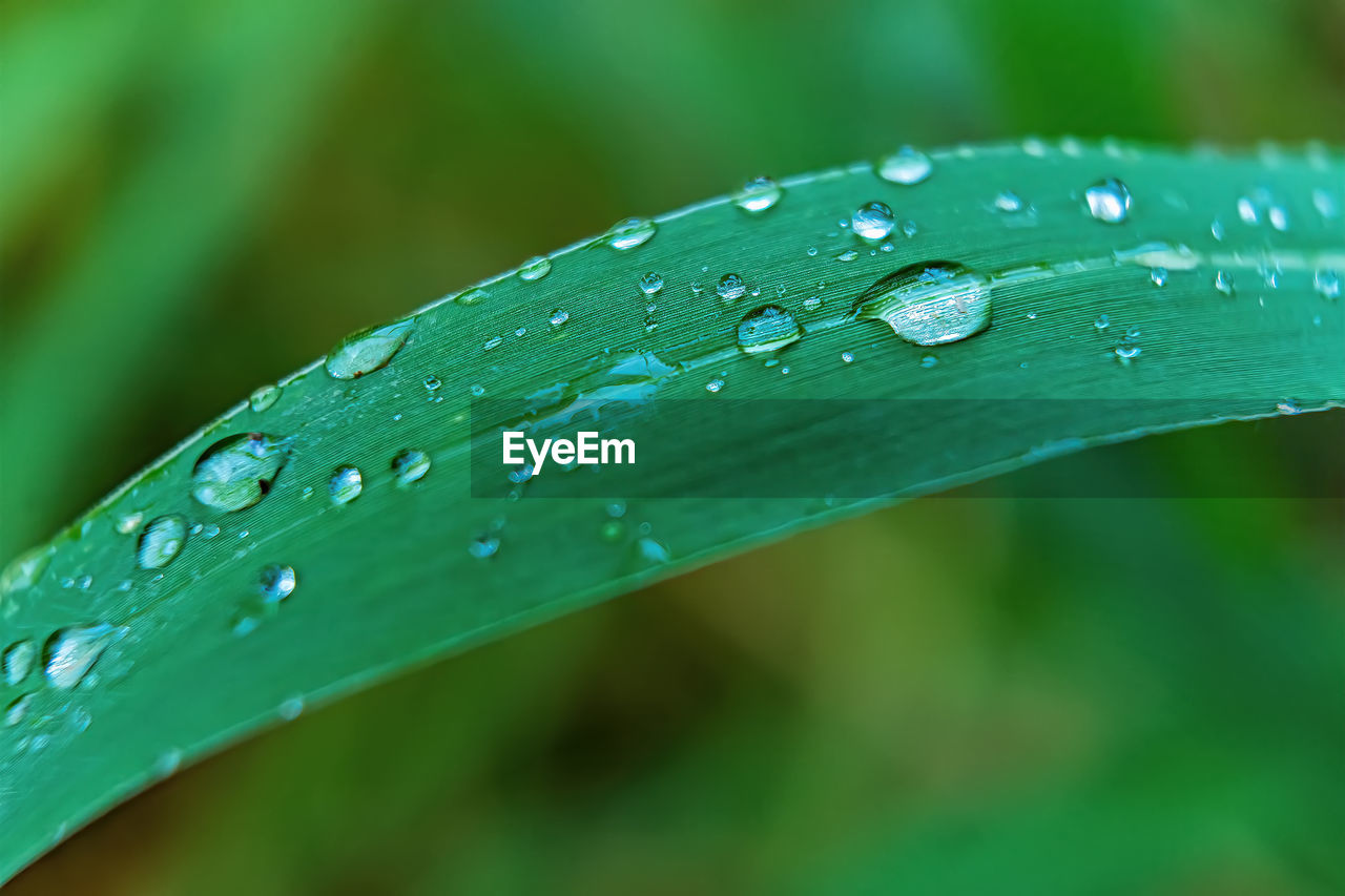 water, drop, wet, green, nature, plant, close-up, beauty in nature, rain, moisture, leaf, dew, macro photography, grass, growth, no people, plant part, freshness, plant stem, outdoors, focus on foreground, fragility, blade of grass, purity, flower, day, raindrop, selective focus, environment