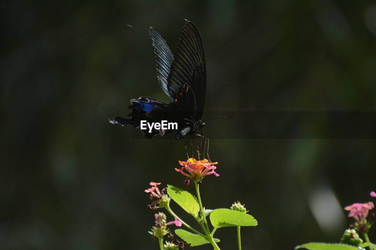 Close-up of butterfly pollinating on flower