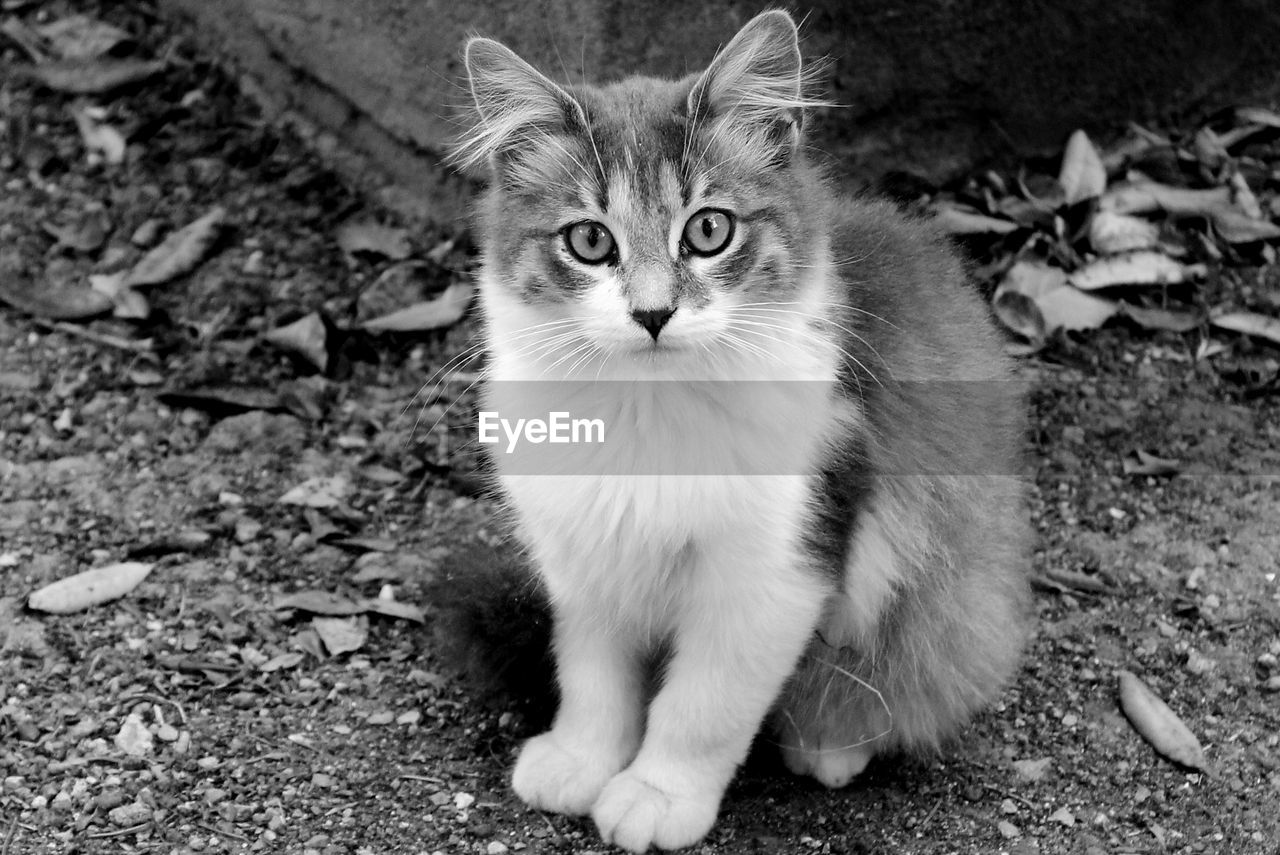 Portrait of kitten sitting on field