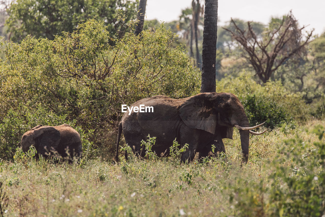 Elephant with cub on field