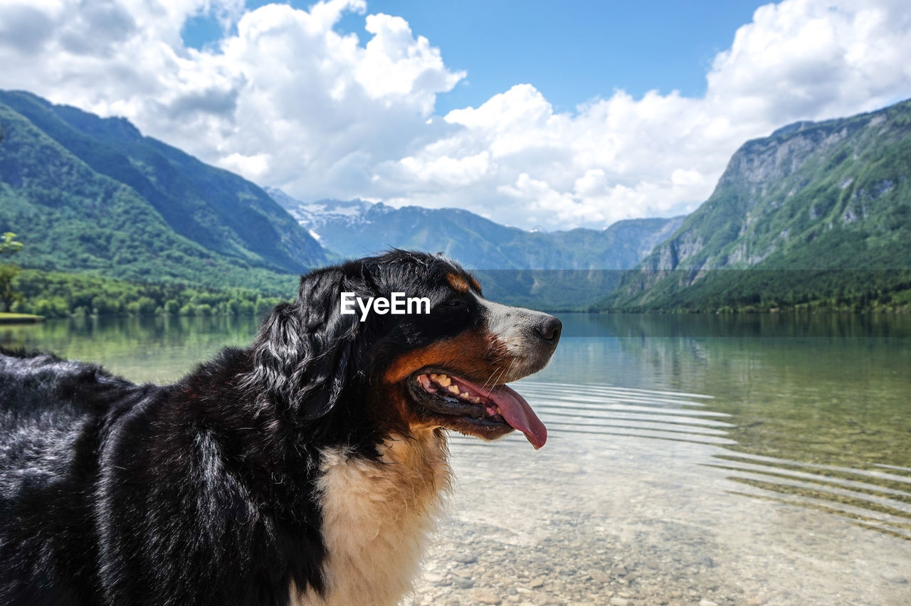 CLOSE-UP OF A DOG IN LAKE AGAINST MOUNTAIN