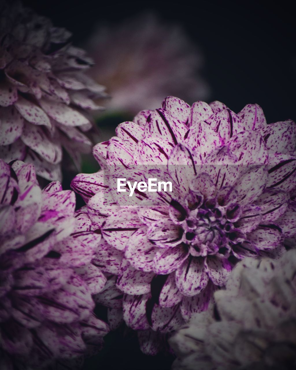 CLOSE-UP OF PINK FLOWERS