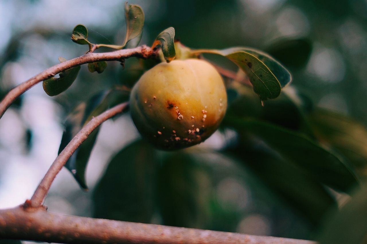 Close-up of fruit growing on tree