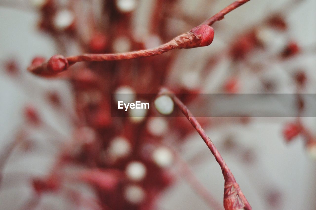 CLOSE-UP OF RED LEAVES