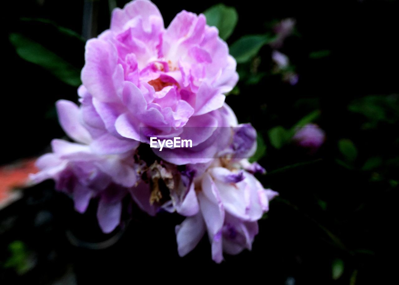 CLOSE-UP OF PINK ROSE FLOWERS