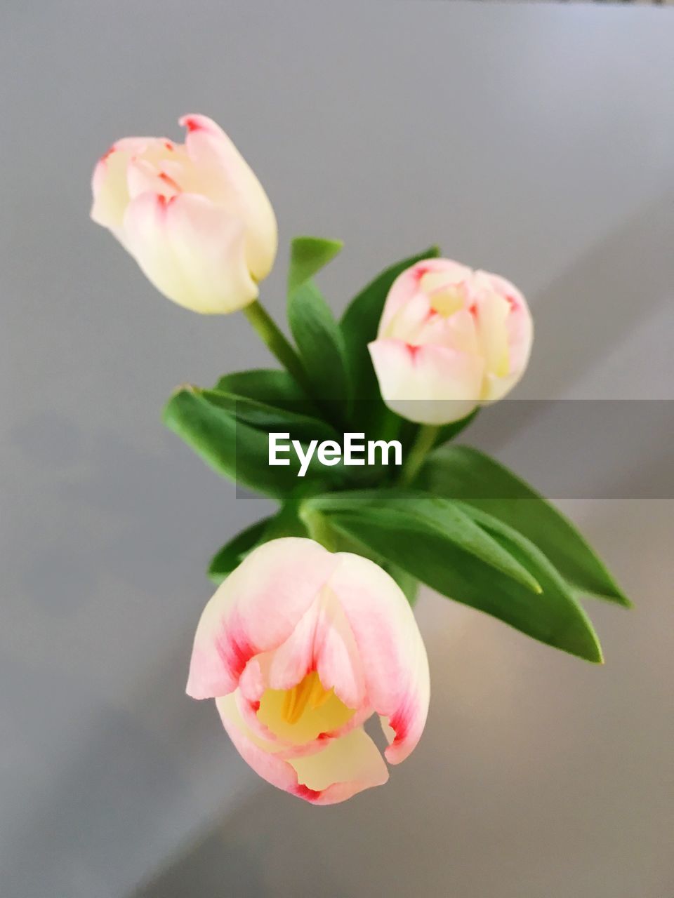 CLOSE-UP OF PINK FLOWERS AGAINST WALL