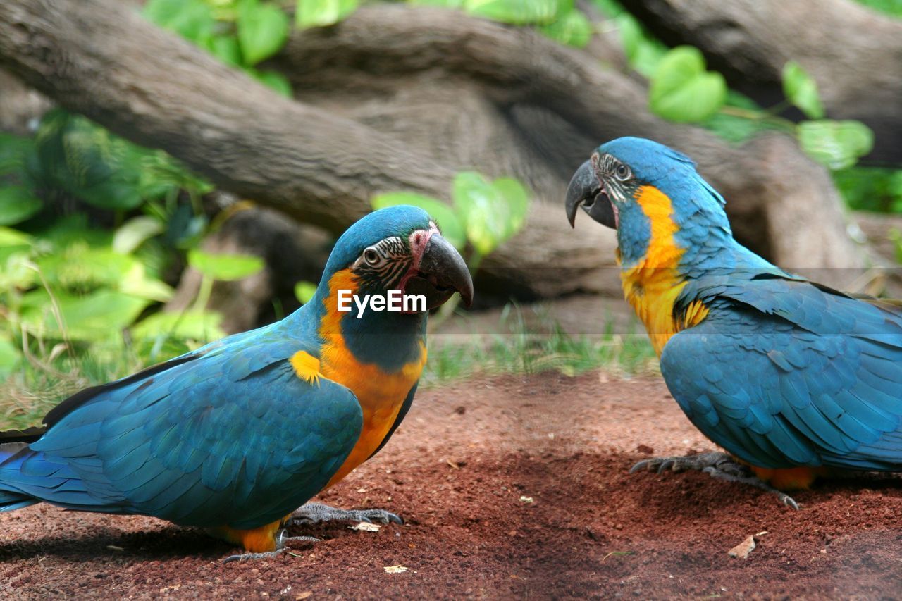 A group of talking parrots